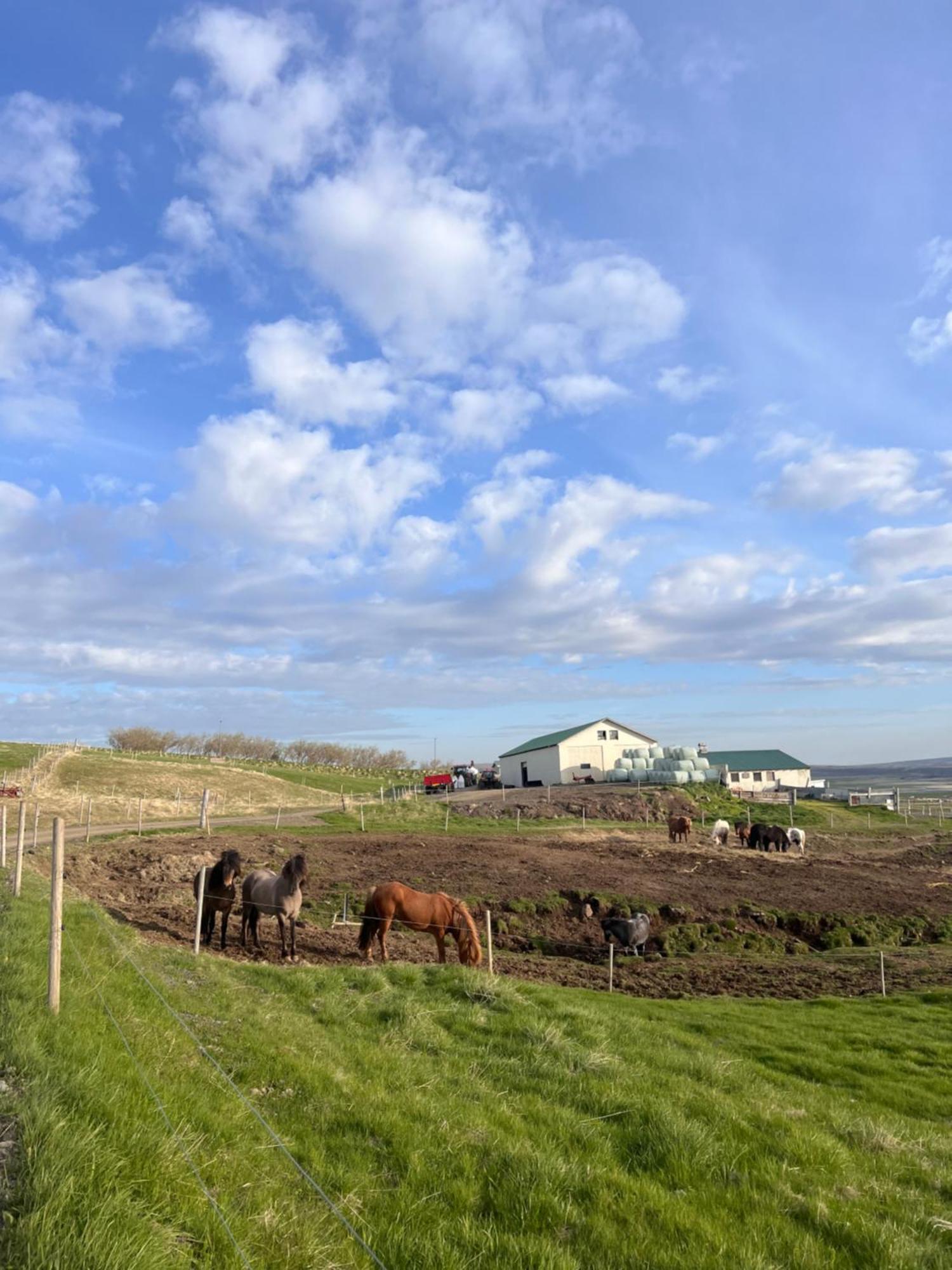 Stora-Asgeirsa Horse Farm Stay Vithigerthi Екстер'єр фото