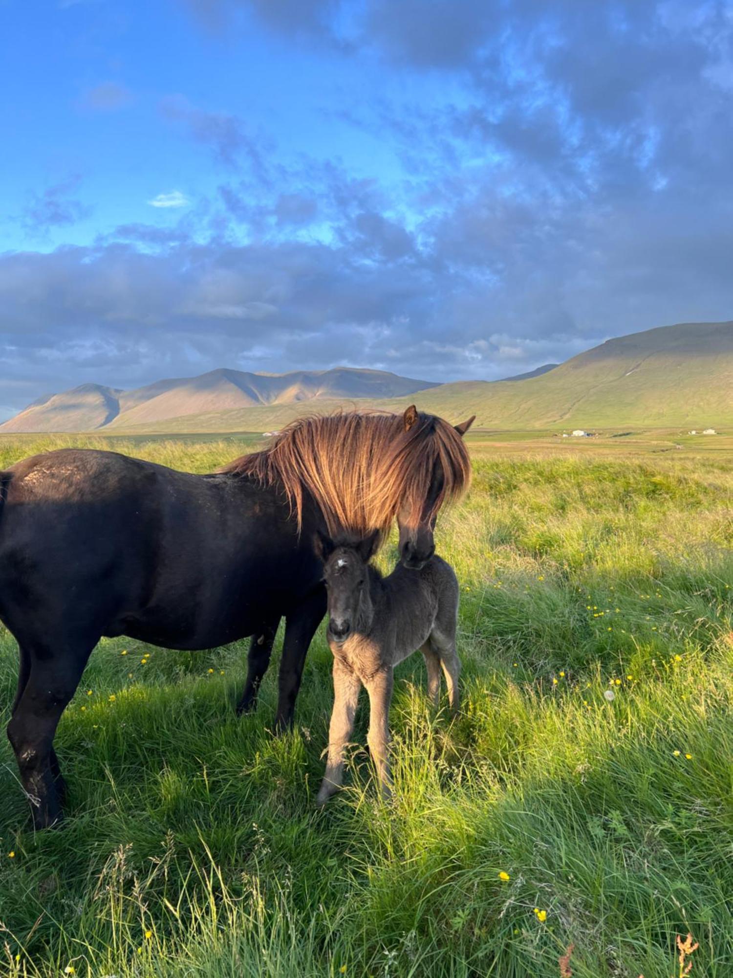 Stora-Asgeirsa Horse Farm Stay Vithigerthi Екстер'єр фото